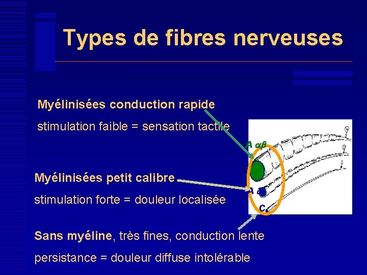 Types de fibres nerveuses Myélinisées conduction rapide stimulation faible = sensation tactile A ab