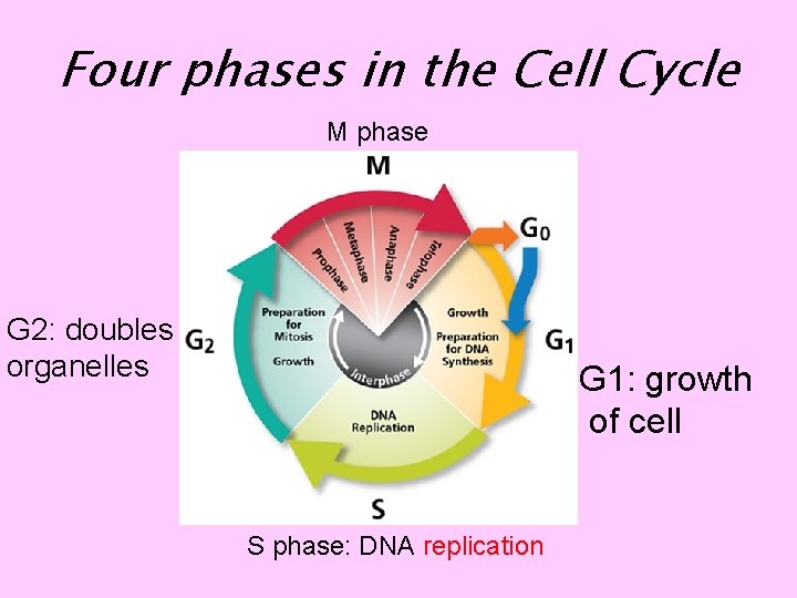Four phases in the Cell Cycle M phase G 2: doubles organelles G 1: