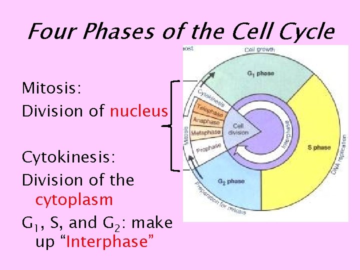 Four Phases of the Cell Cycle Mitosis: Division of nucleus Cytokinesis: Division of the