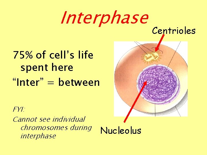Interphase 75% of cell’s life spent here “Inter” = between FYI: Cannot see individual