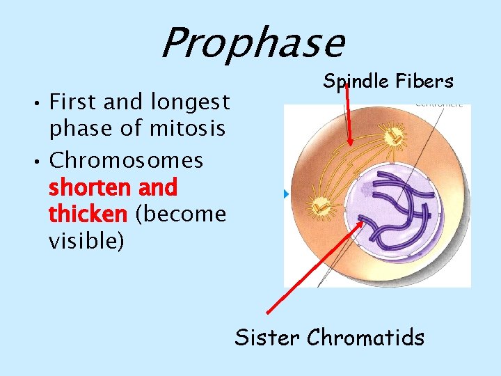 Prophase • First and longest phase of mitosis • Chromosomes shorten and thicken (become