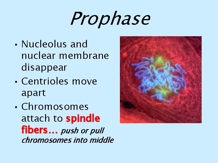 Prophase • Nucleolus and nuclear membrane disappear • Centrioles move apart • Chromosomes attach