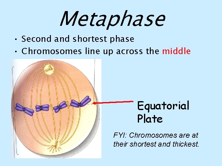 Metaphase • Second and shortest phase • Chromosomes line up across the middle Equatorial