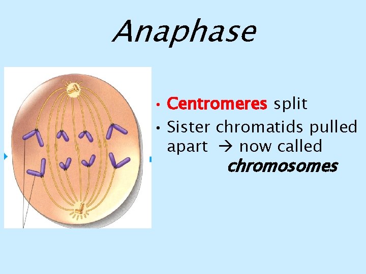 Anaphase • Centromeres split • Sister chromatids pulled apart now called chromosomes 