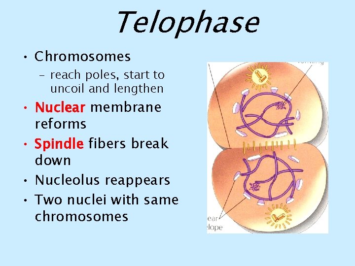 Telophase • Chromosomes – reach poles, start to uncoil and lengthen • Nuclear membrane