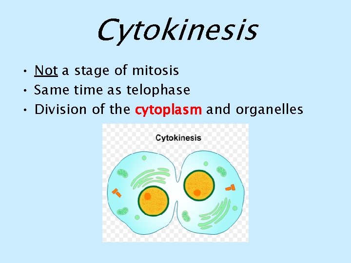 Cytokinesis • Not a stage of mitosis • Same time as telophase • Division