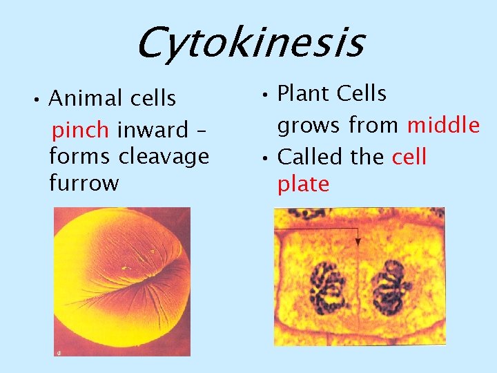 Cytokinesis • Animal cells pinch inward – forms cleavage furrow • Plant Cells grows