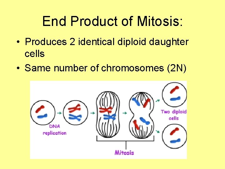 End Product of Mitosis: • Produces 2 identical diploid daughter cells • Same number