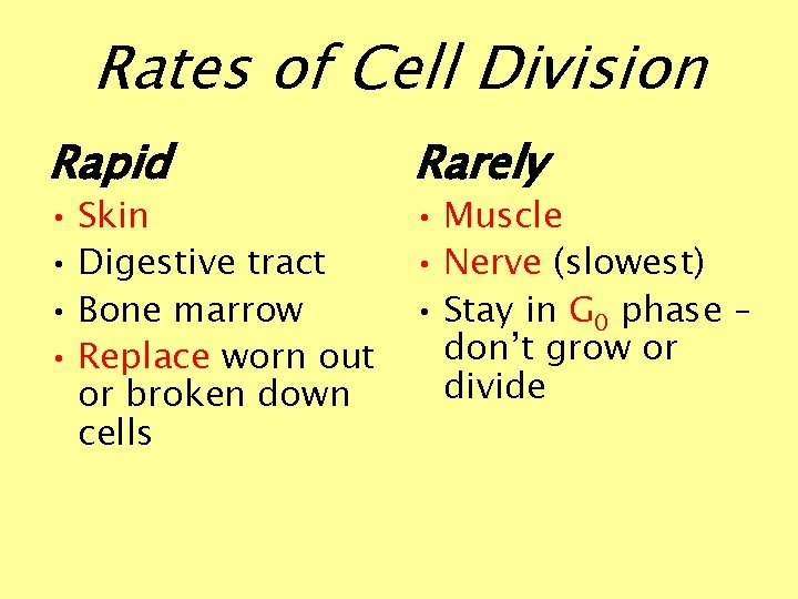Rates of Cell Division Rapid • Skin • Digestive tract • Bone marrow •