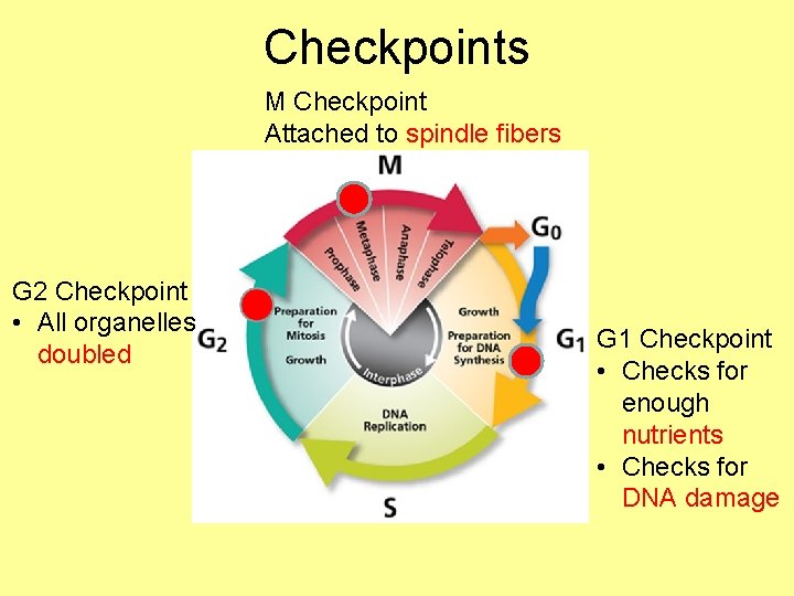 Checkpoints M Checkpoint Attached to spindle fibers G 2 Checkpoint • All organelles doubled