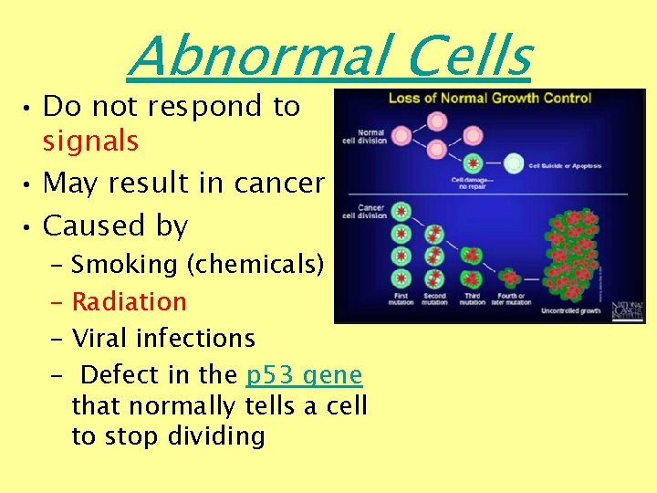 Abnormal Cells • Do not respond to signals • May result in cancer •