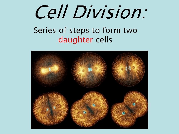 Cell Division: Series of steps to form two daughter cells 