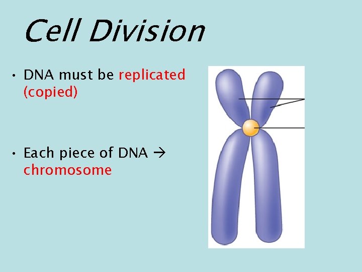 Cell Division • DNA must be replicated (copied) • Each piece of DNA chromosome