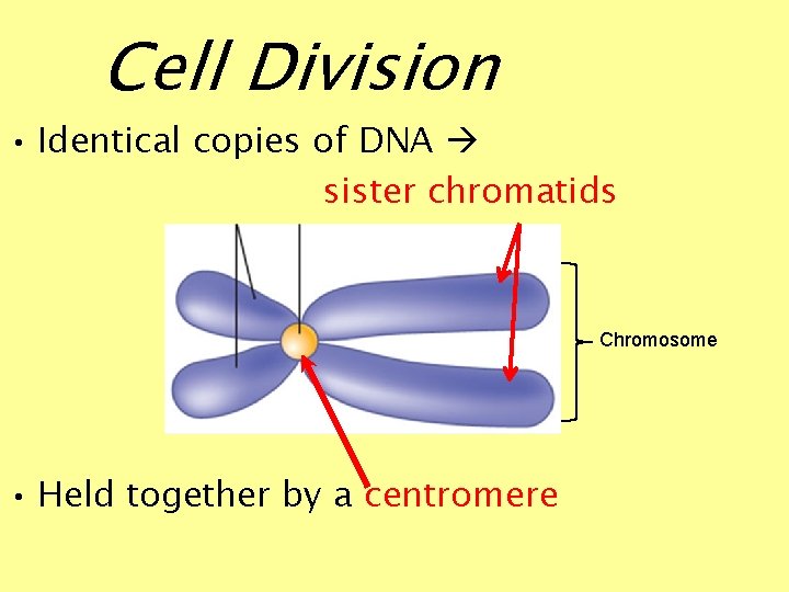 Cell Division • Identical copies of DNA sister chromatids Chromosome • Held together by