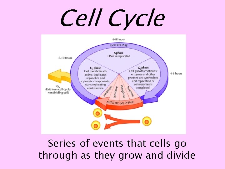 Cell Cycle Series of events that cells go through as they grow and divide