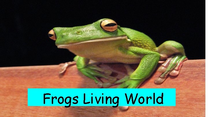 Frogs Living World 