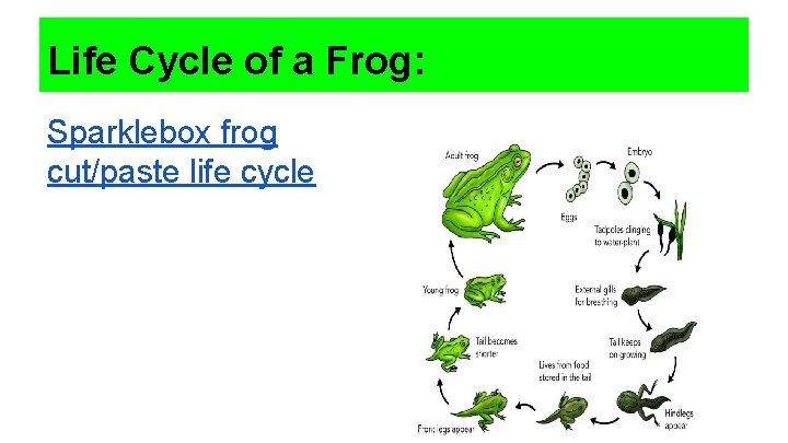 Life Cycle of a Frog: Sparklebox frog cut/paste life cycle 