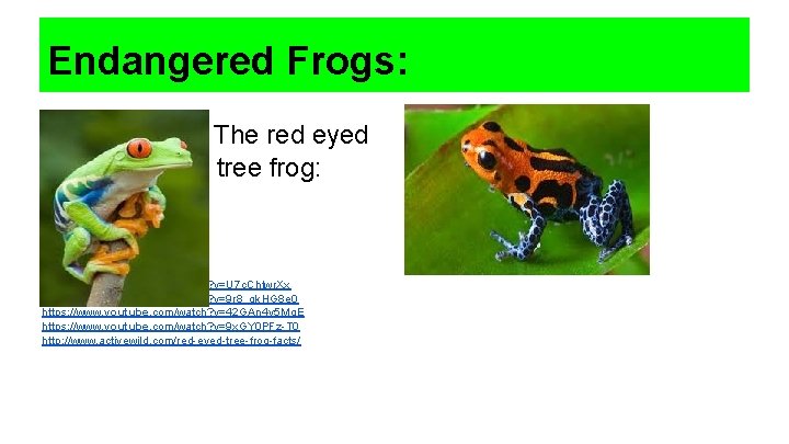 Endangered Frogs: TThedfkedfjnt The red eyed tree frog: https: //www. youtube. com/watch? v=U 7