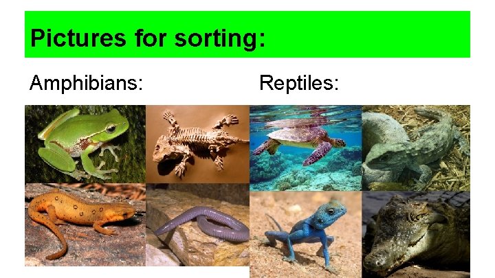 Pictures for sorting: Amphibians: Reptiles: 