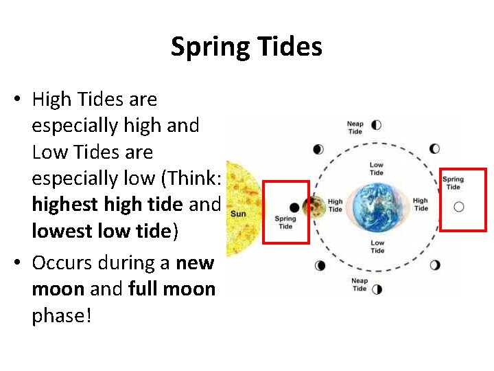 Spring Tides • High Tides are especially high and Low Tides are especially low