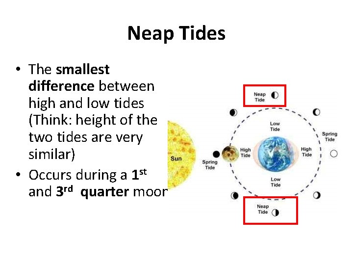 Neap Tides • The smallest difference between high and low tides (Think: height of