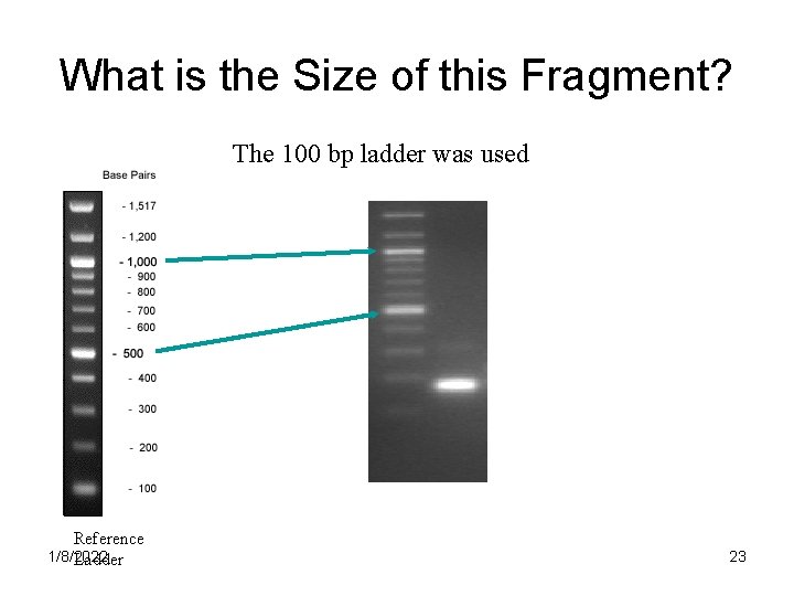 What is the Size of this Fragment? The 100 bp ladder was used Reference What is the Size of this Fragment? The 100 bp ladder was used Reference