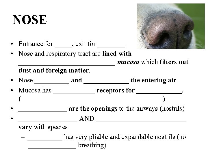 NOSE • Entrance for _____, exit for ____. • Nose and respiratory tract are