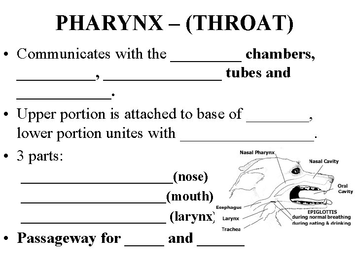 PHARYNX – (THROAT) • Communicates with the _____ chambers, _______________ tubes and ______. •