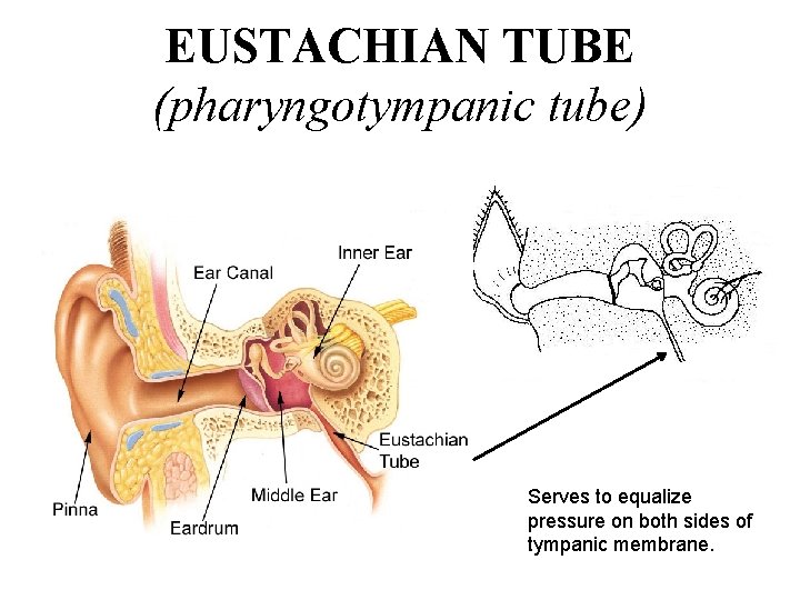 EUSTACHIAN TUBE (pharyngotympanic tube) Serves to equalize pressure on both sides of tympanic membrane.