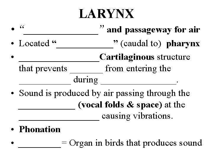 LARYNX • “_______” and passageway for air • Located “______” (caudal to) pharynx •