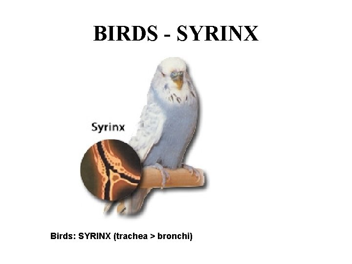 BIRDS - SYRINX Birds: SYRINX (trachea > bronchi) 