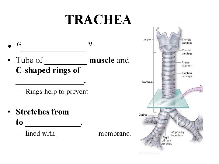 TRACHEA • “______” • Tube of _____ muscle and C-shaped rings of ________. –