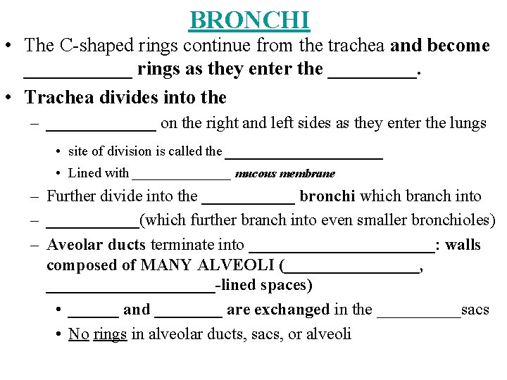 BRONCHI • The C-shaped rings continue from the trachea and become ______ rings as