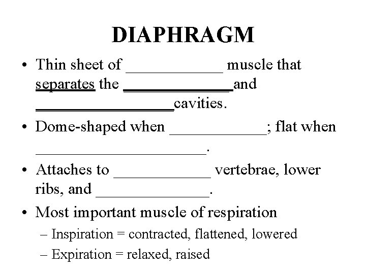 DIAPHRAGM • Thin sheet of ______ muscle that separates the _______ and _________cavities. •