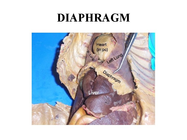 DIAPHRAGM 