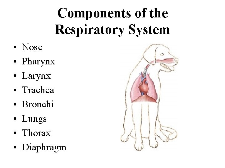 Components of the Respiratory System • • Nose Pharynx Larynx Trachea Bronchi Lungs Thorax