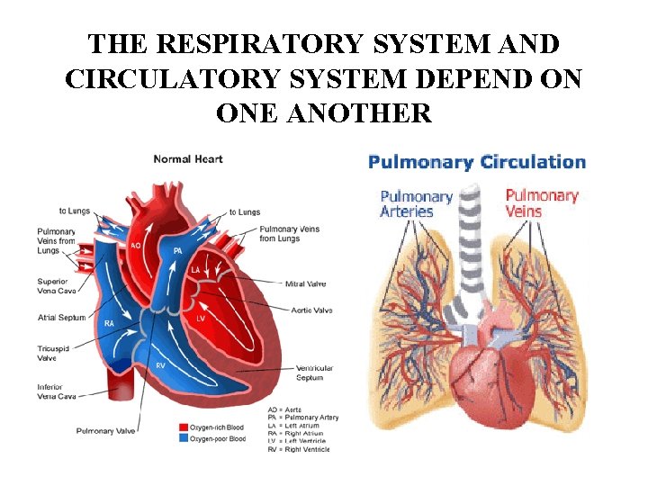 THE RESPIRATORY SYSTEM AND CIRCULATORY SYSTEM DEPEND ON ONE ANOTHER 