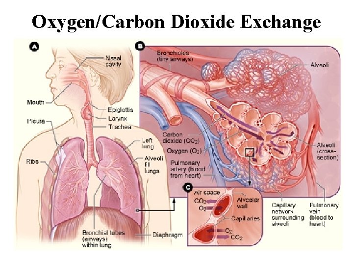 Oxygen/Carbon Dioxide Exchange 