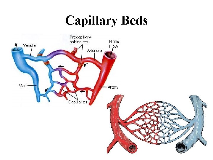 Capillary Beds 