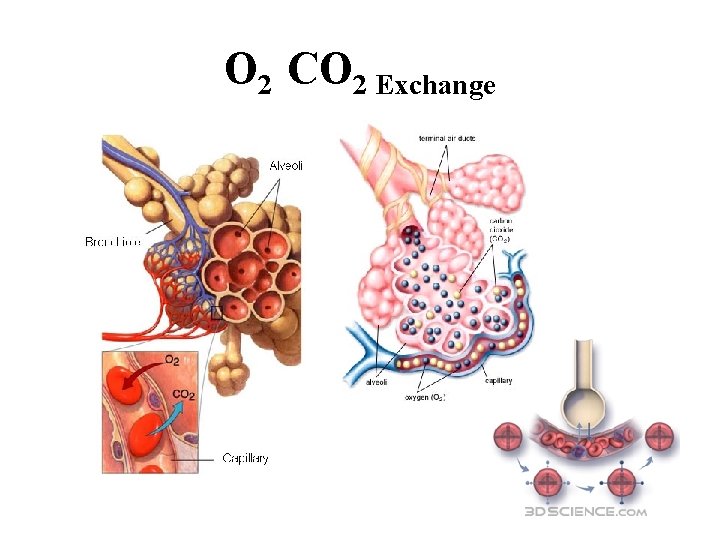 O 2 CO 2 Exchange 