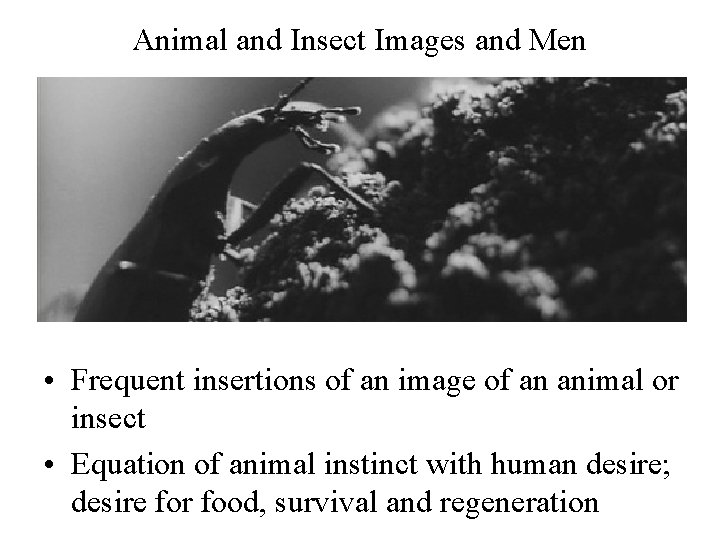 Animal and Insect Images and Men • Frequent insertions of an image of an