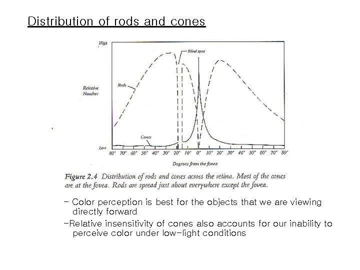 Distribution of rods and cones - Color perception is best for the objects that