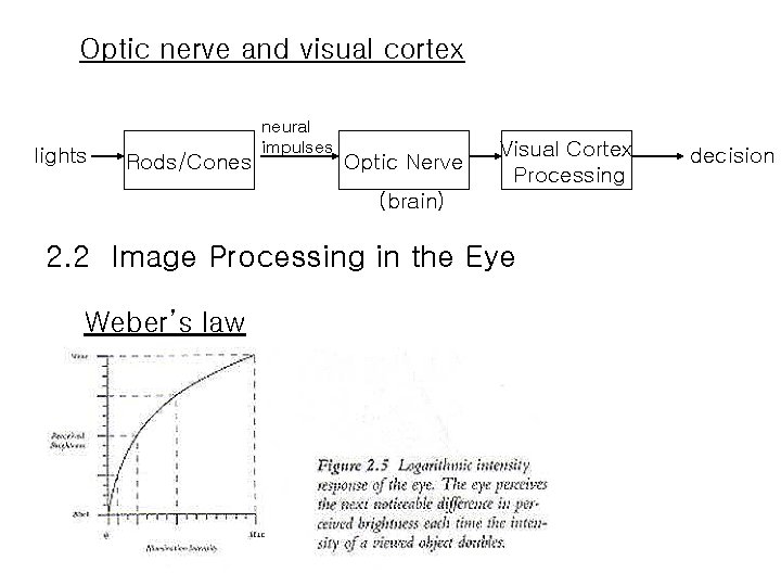 Optic nerve and visual cortex lights Rods/Cones neural impulses Optic Nerve Visual Cortex Processing