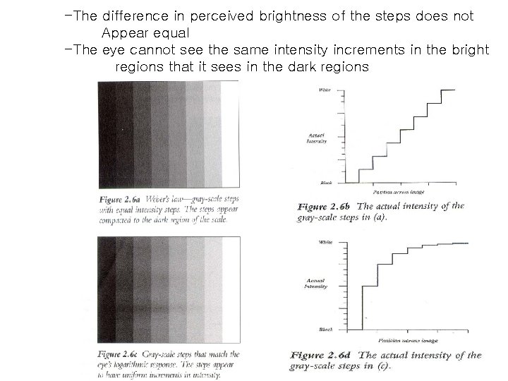 -The difference in perceived brightness of the steps does not Appear equal -The eye