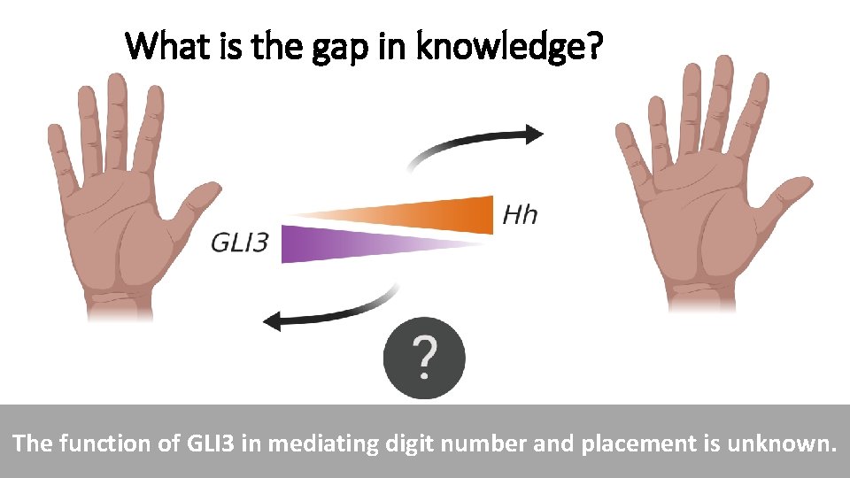 What is the gap in knowledge? The function of GLI 3 in mediating digit