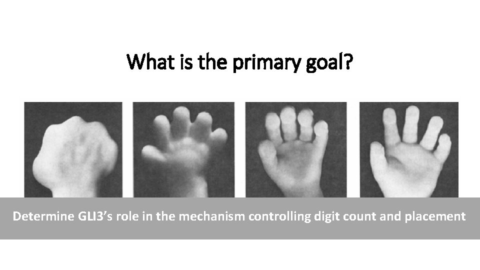 What is the primary goal? Determine GLI 3’s role in the mechanism controlling digit