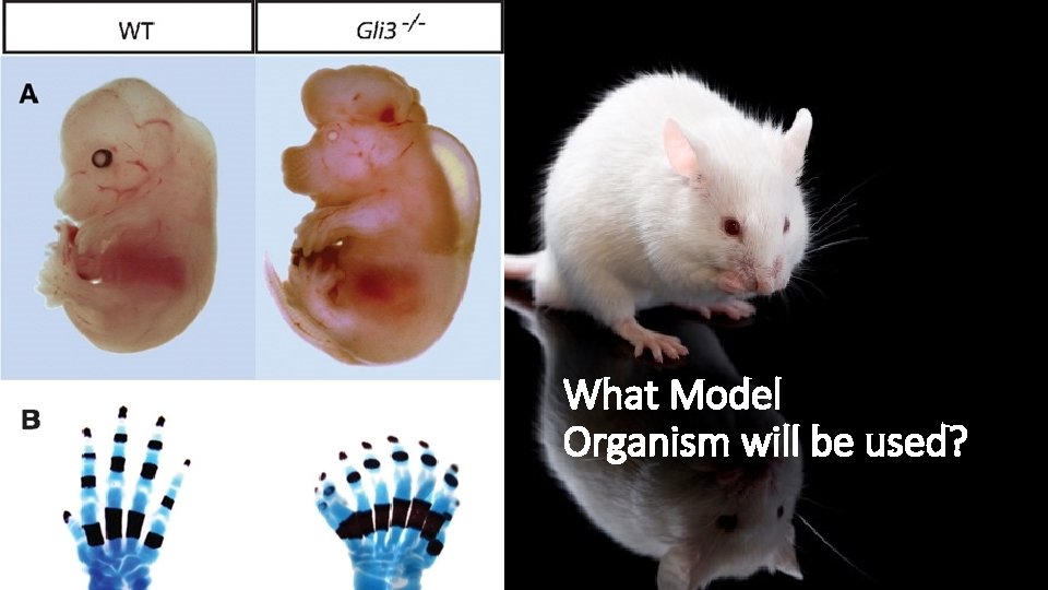 What Model Organism will be used? 