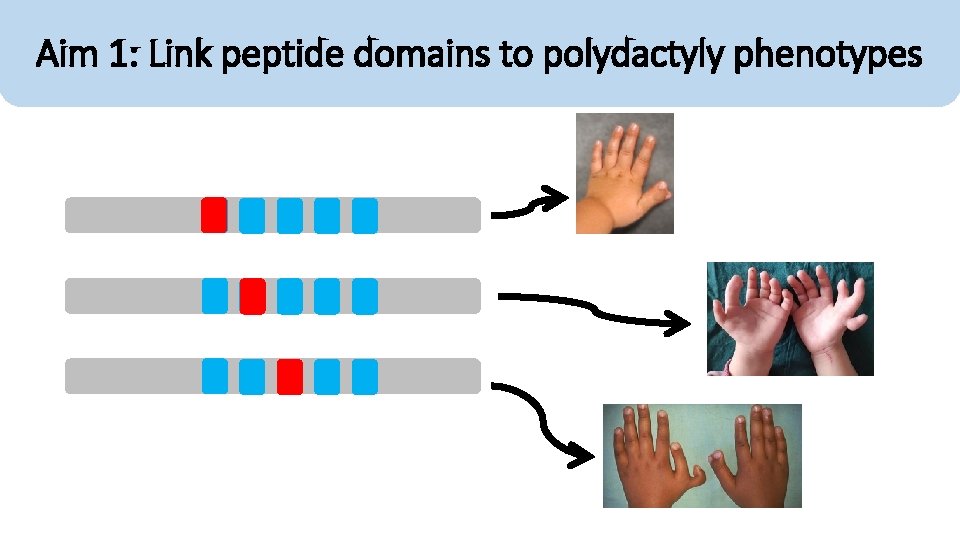 Aim 1: Link peptide domains to polydactyly phenotypes 