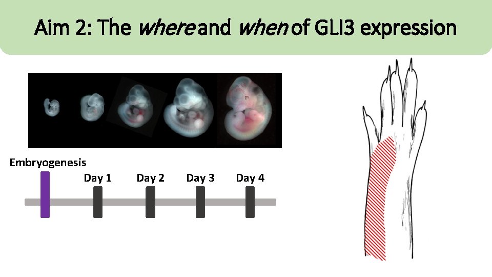 Aim 2: The where and when of GLI 3 expression Embryogenesis Day 1 Day