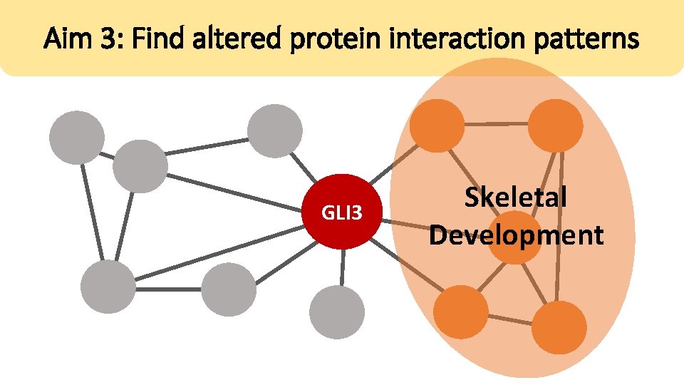 Aim 3: Find altered protein interaction patterns GLI 3 Skeletal Development 